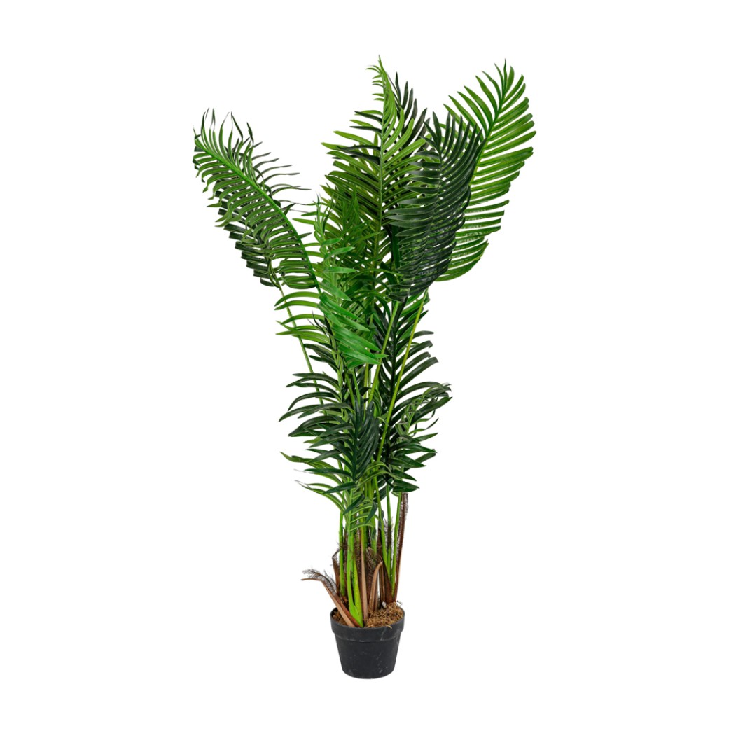 Μεσαίου Μεγέθους Γλάστρα Bamboo 1.5 m Φυτά-Λουλούδια