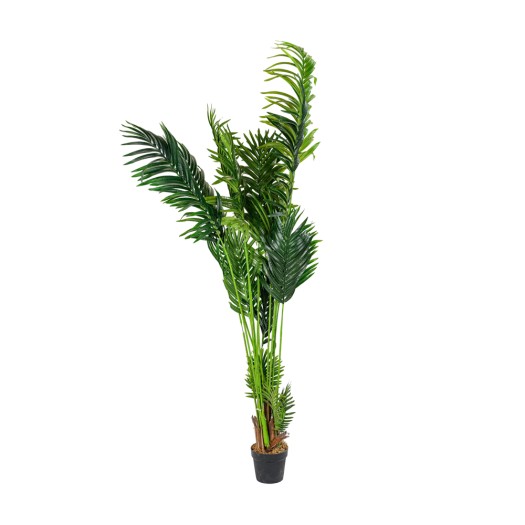 Μεσαίου Μεγέθους Γλάστρα Bamboo 2 m Μεσαίου Μεγέθους Γλάστρα Bamboo 2 m Φυτά-Λουλούδια