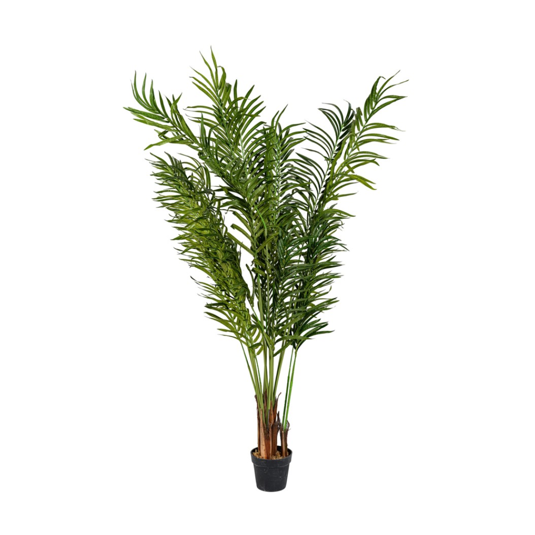 Μεγάλου Μεγέθους Γλάστρα Bamboo 2.2 m Φυτά-Λουλούδια Μεγάλου Μεγέθους Γλάστρα Bamboo 2.2 m Φυτά-Λουλούδια