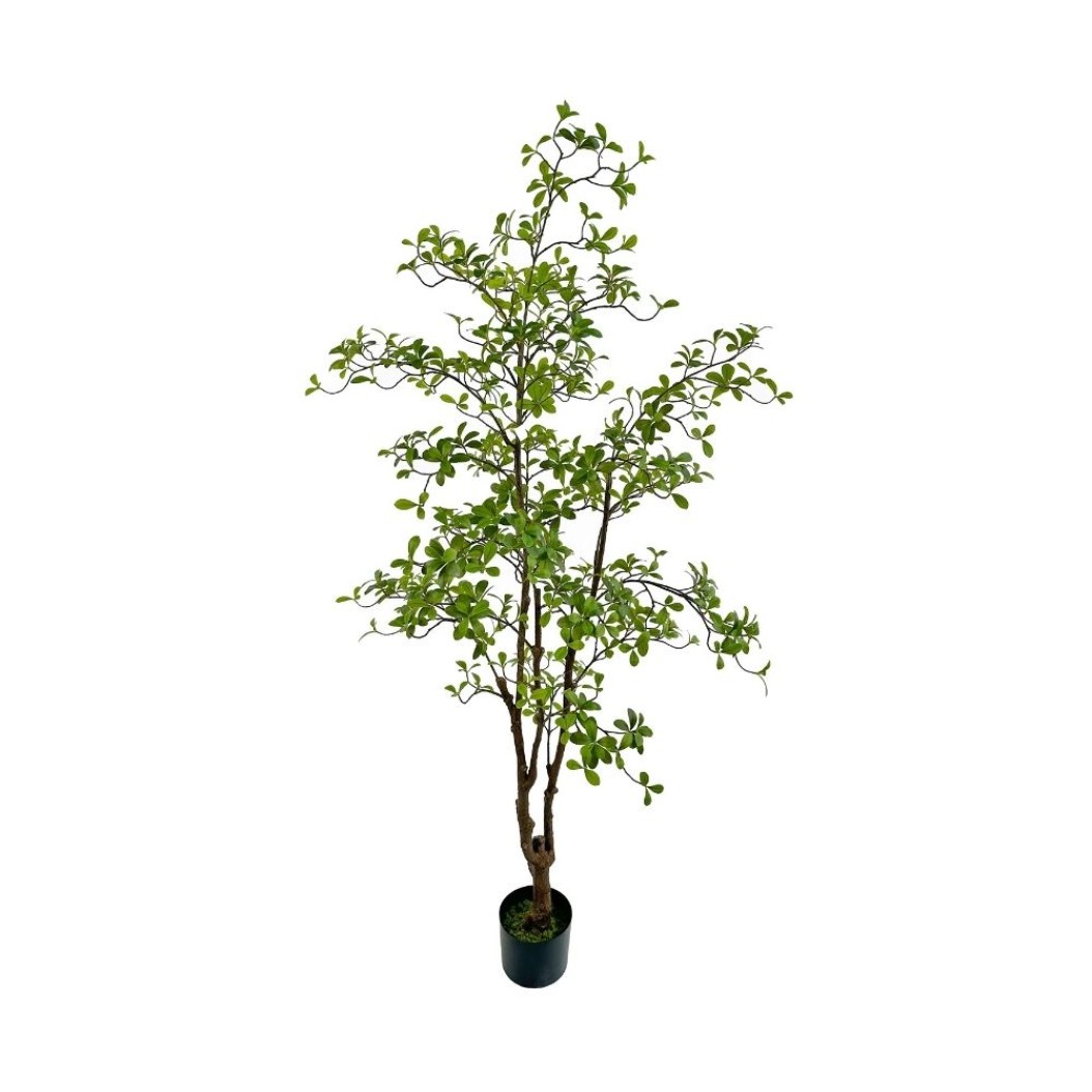 Decorative Enkianthus Tree 1.8 m Plants & Flowers Decorative Enkianthus Tree 1.8 m Plants & Flowers