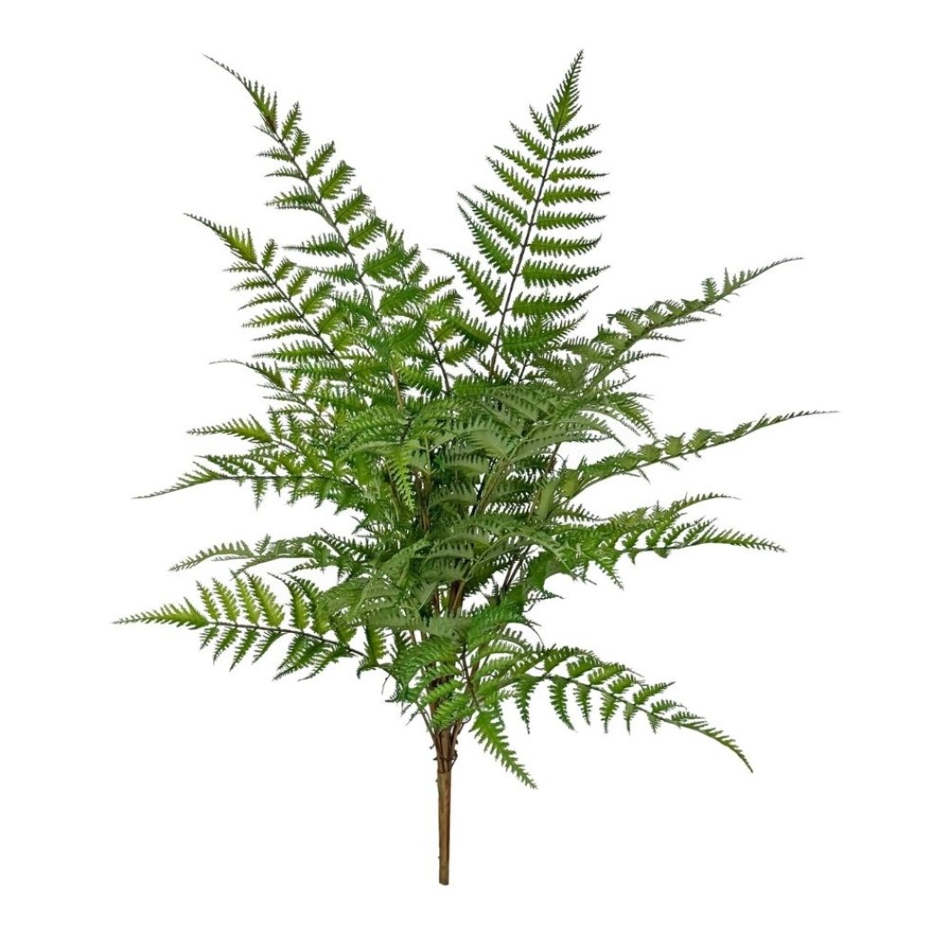 Διακοσμητική Φτέρη 80 cm Φυτά-Λουλούδια
