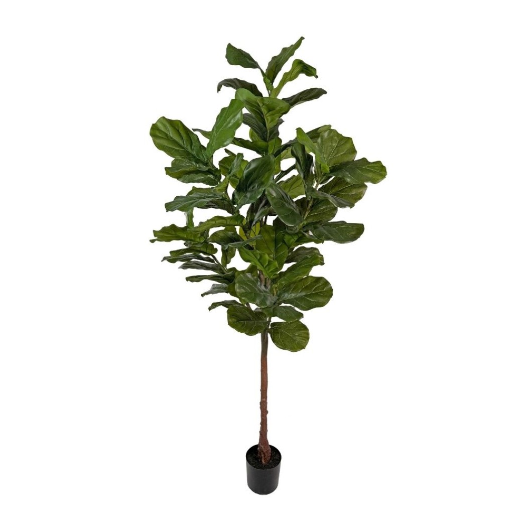 Decorative Ficus Tree 2.55 m Plants & Flowers Decorative Ficus Tree 2.55 m Plants & Flowers
