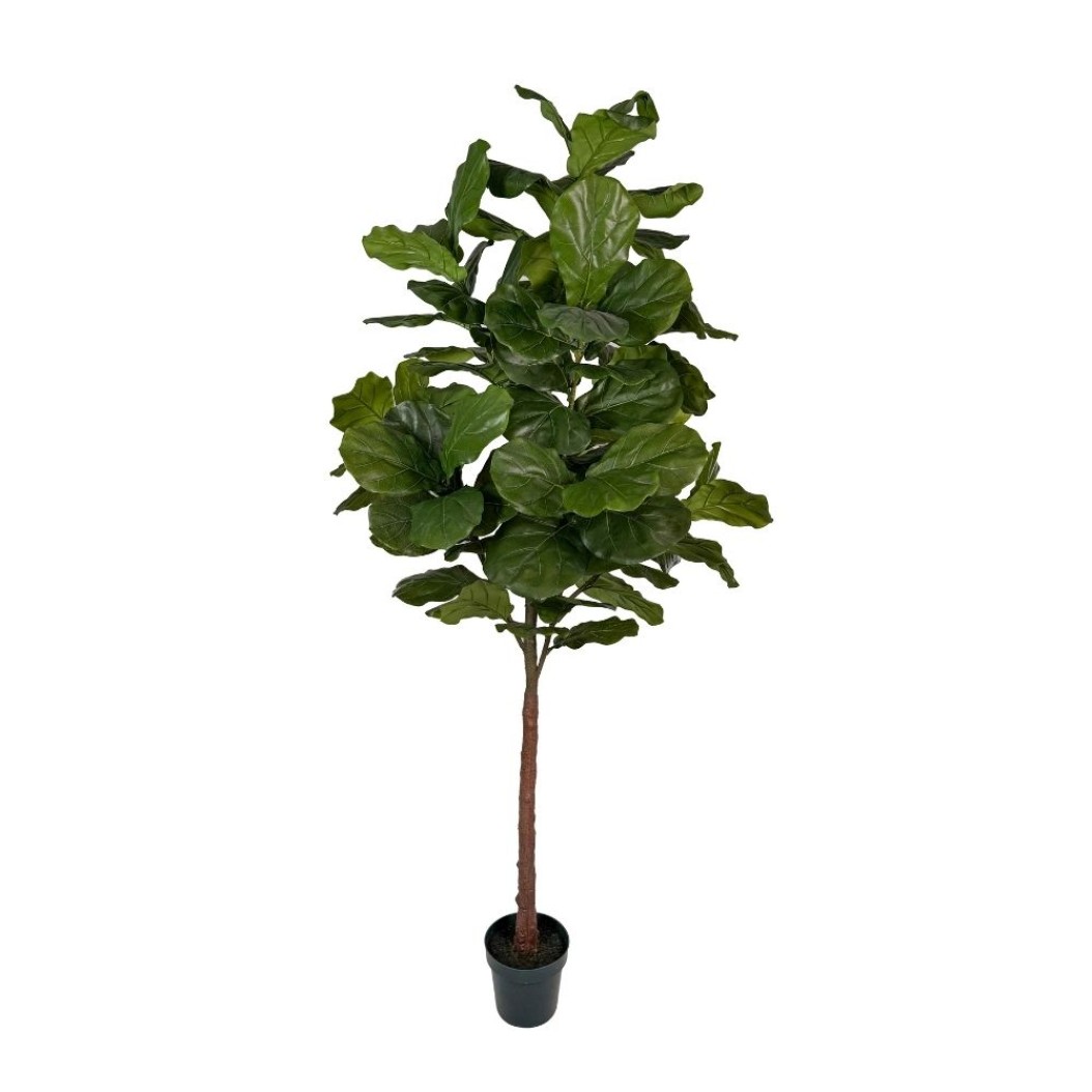 Decorative Ficus Tree 2.55 m Plants & Flowers